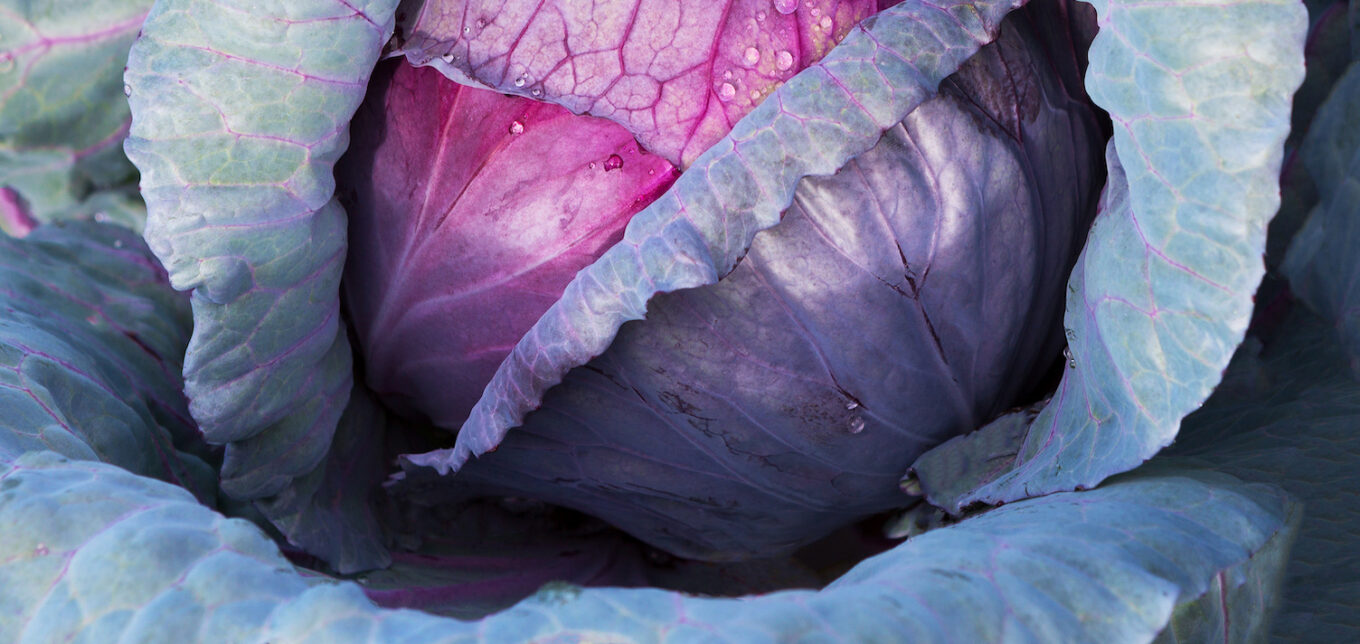 Best Fall Garden Crops: What, When, and How – Mother Earth News - Vimarsana News